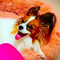 Show profile photo