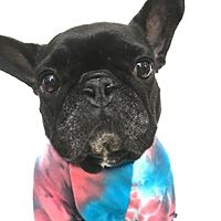 Show profile photo