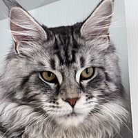 Show profile photo