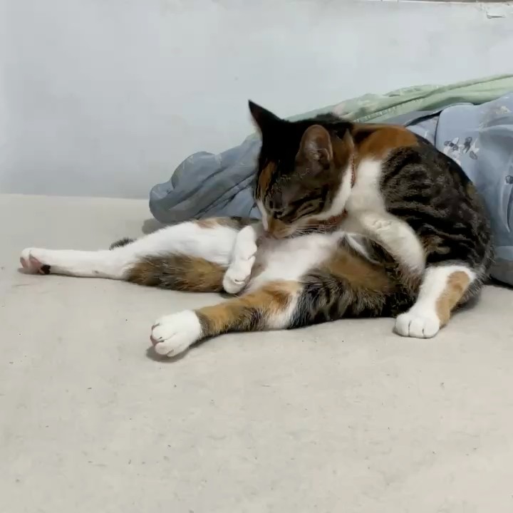 林**