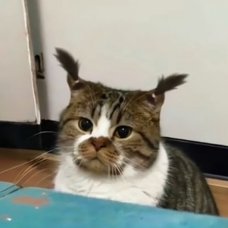 ณิชากร