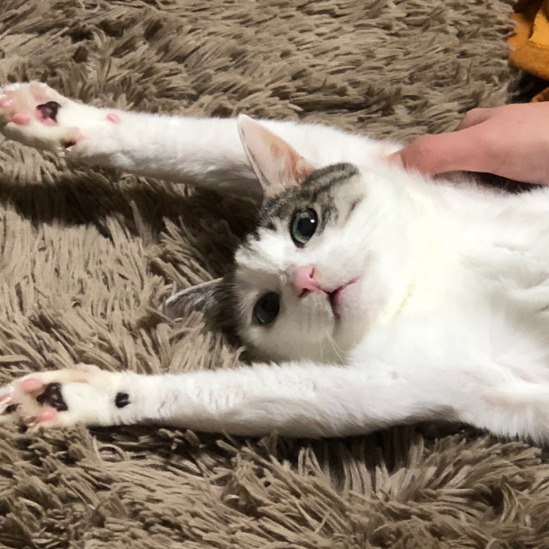 ぎんじ