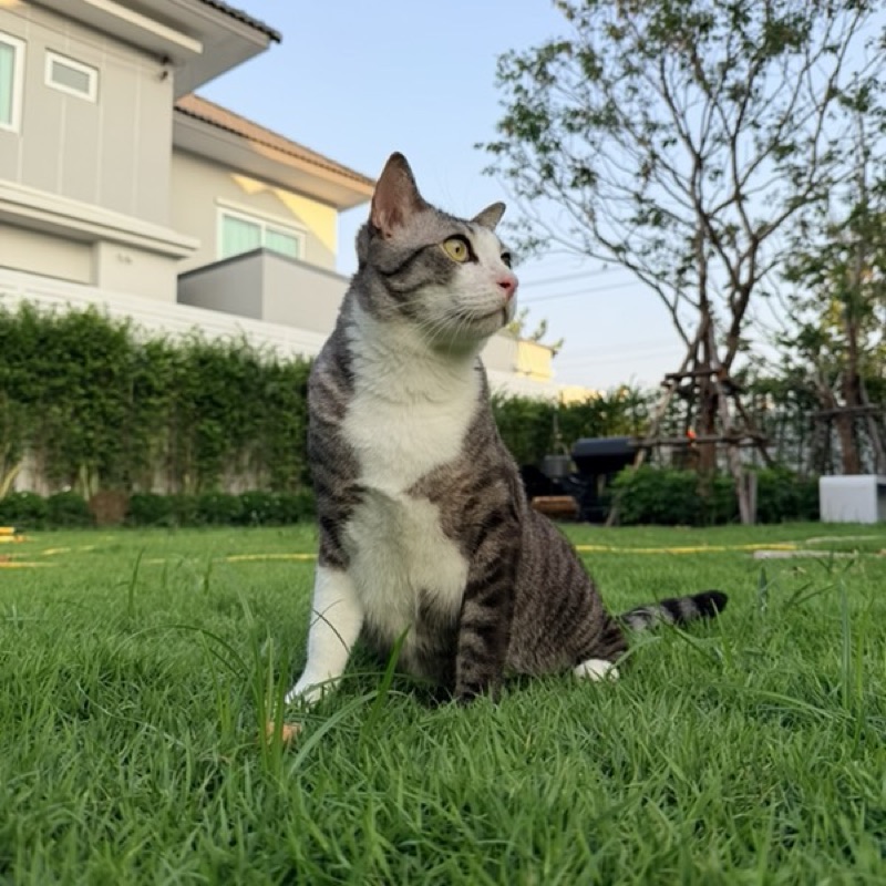 ลีนา