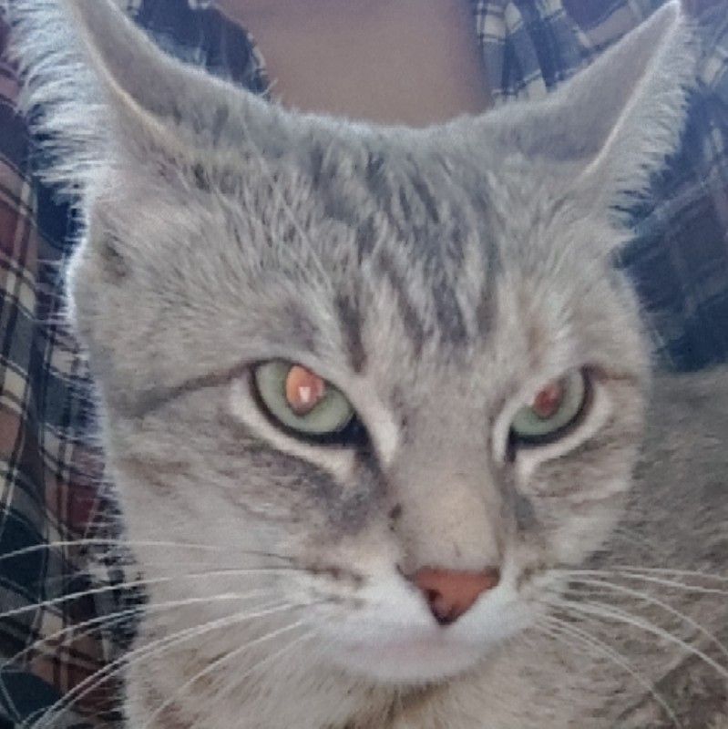 Sinee Tangkijngamwong
