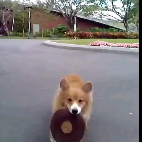 都蕾咪（どれみ）