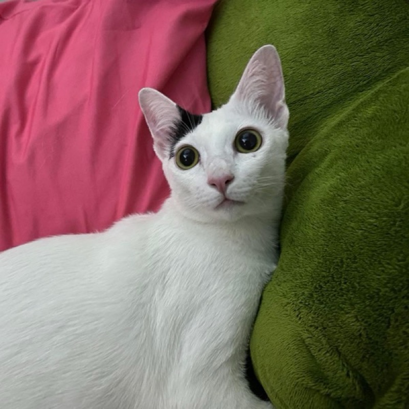 น้องใหม่