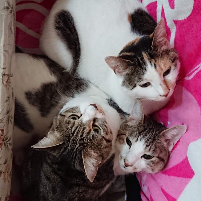 口コミの詳細 ダイソー マックスバリュ八戸城下店 城下 100円ショップ By Line Place