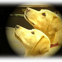 Show profile photo