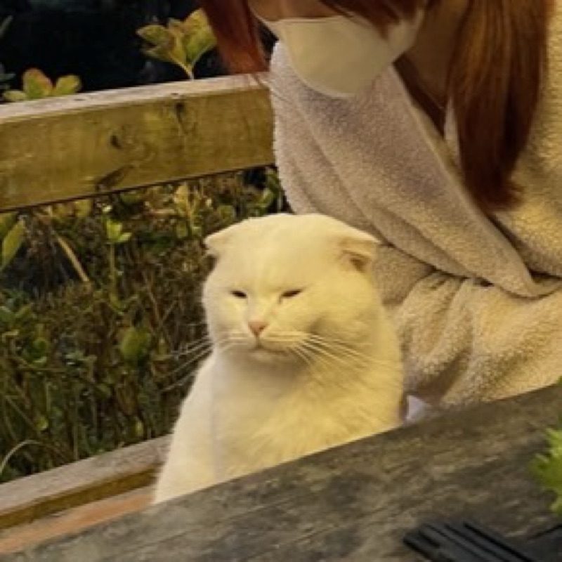 เซฟ