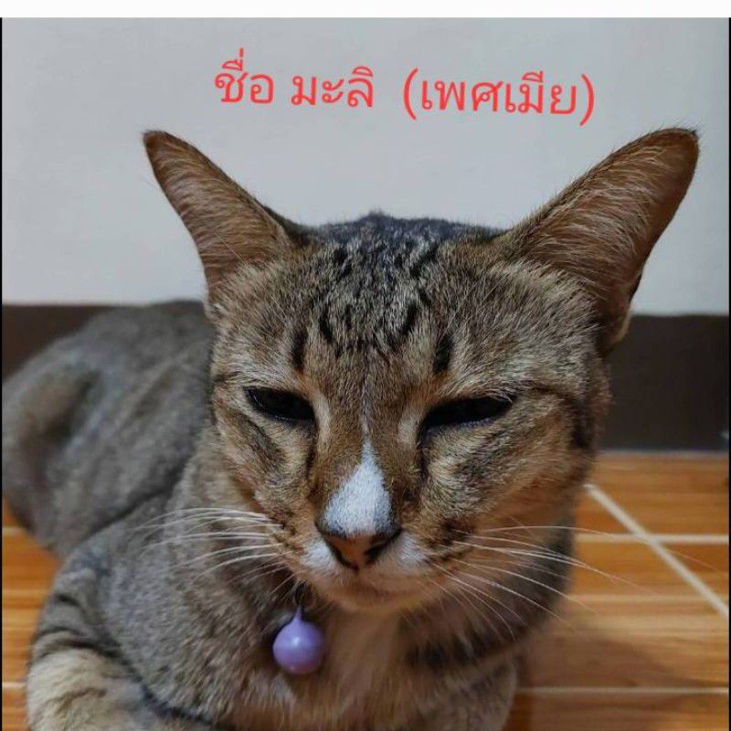 เปิ้ล