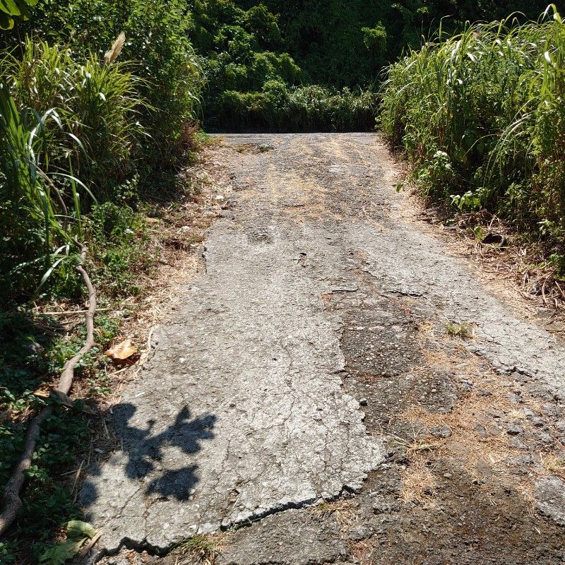 李樹林（浩詳/瑀/昀）的頭像