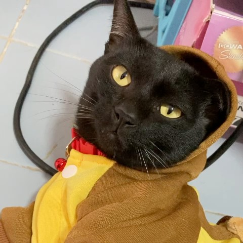 กีต้าร์