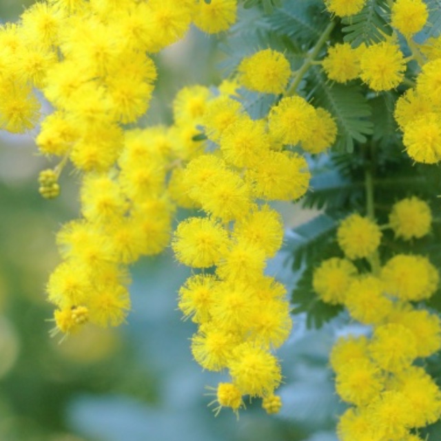 在銘 】柳瀬春矼造 小鹿田焼 おんたやき 茶碗 抹茶碗 | ginyoudo