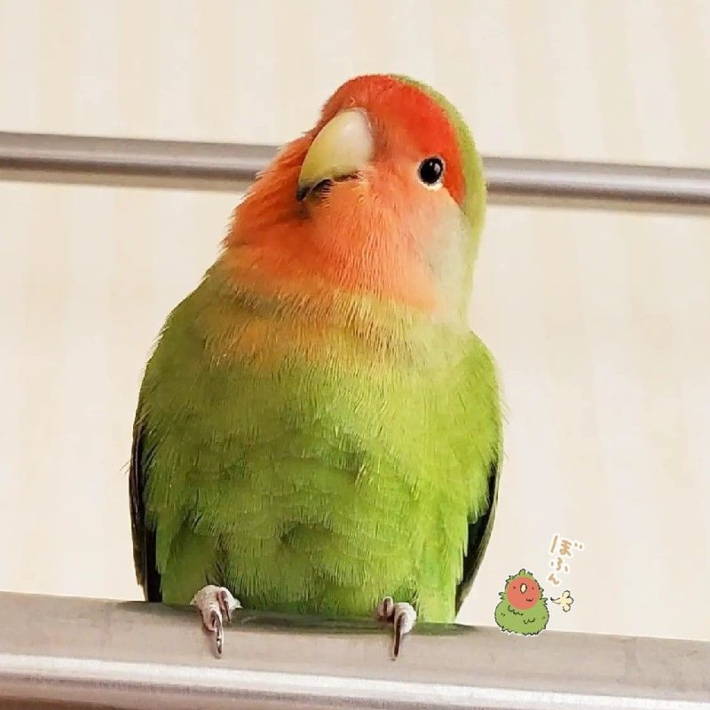 あん