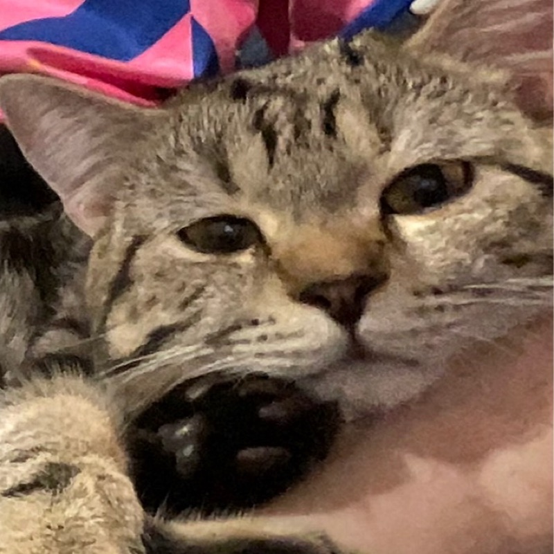 แป๋ม