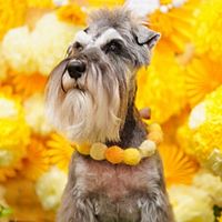 Show profile photo