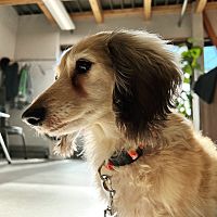 Show profile photo