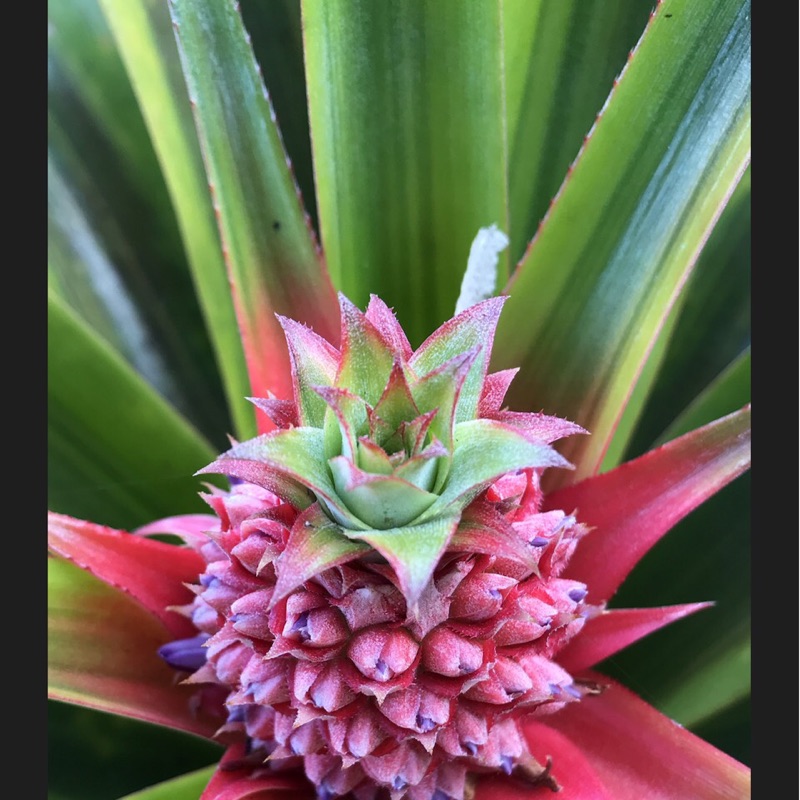 胖子、月兒的頭像