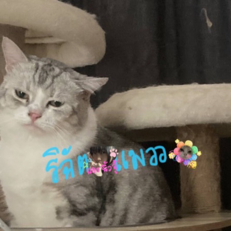 ฉัตร