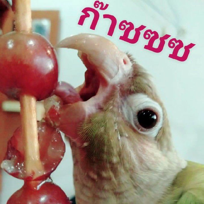 มายมี่