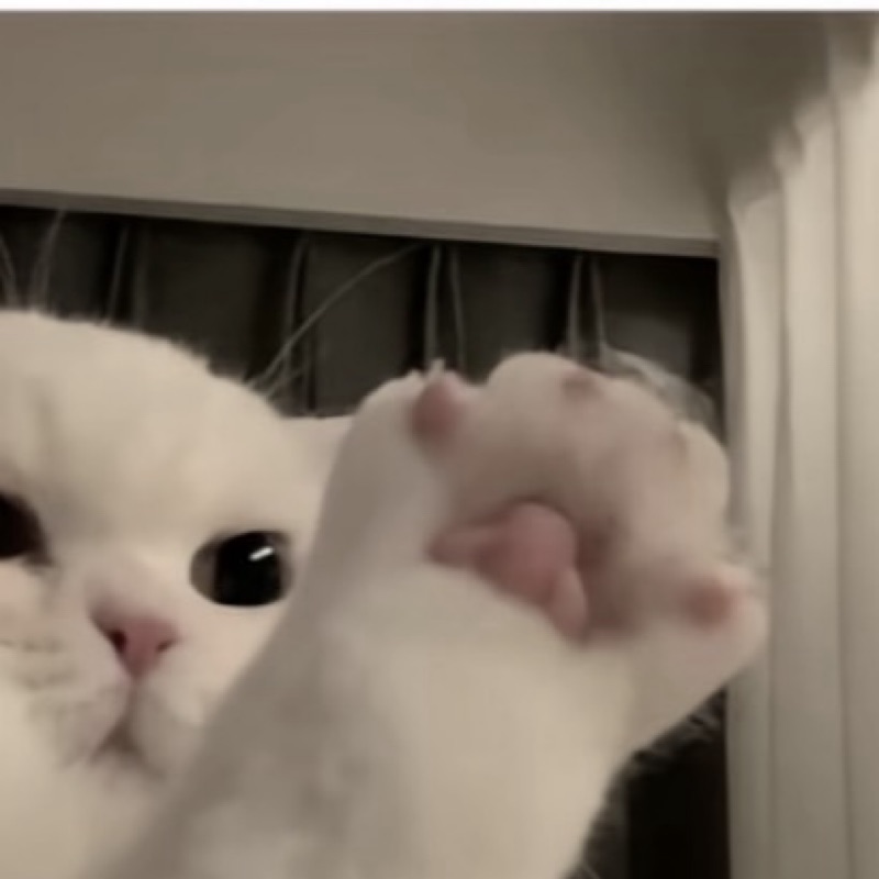 ゆゆ