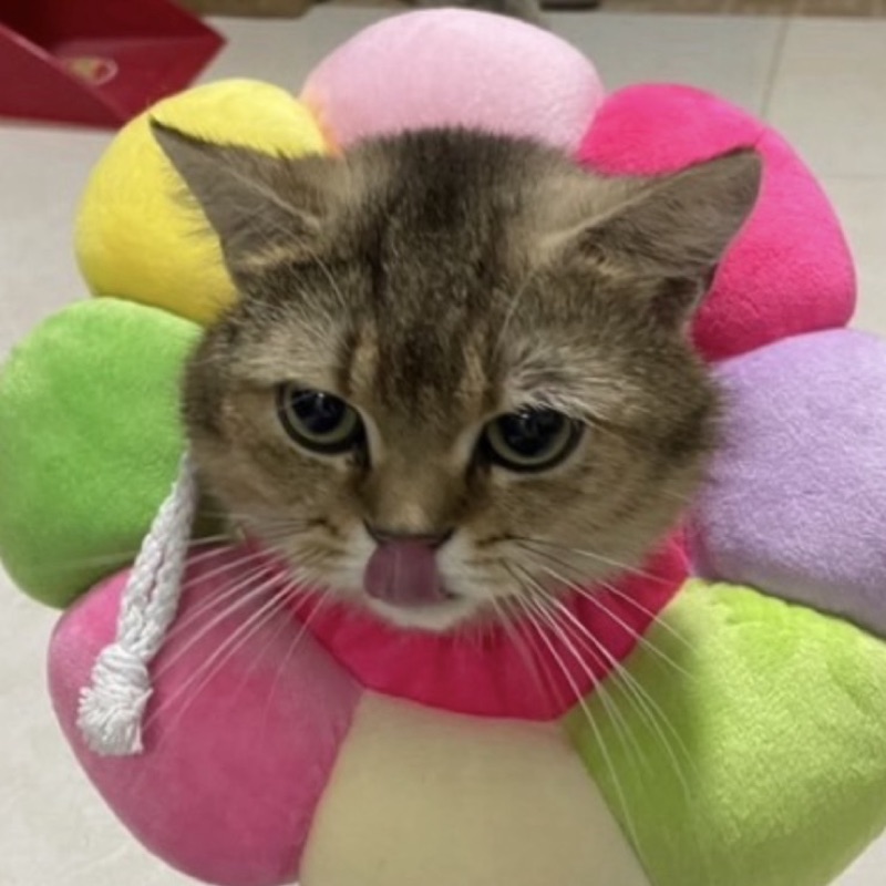 ภานุภัท น้องแมวชื่อ มังคุด
