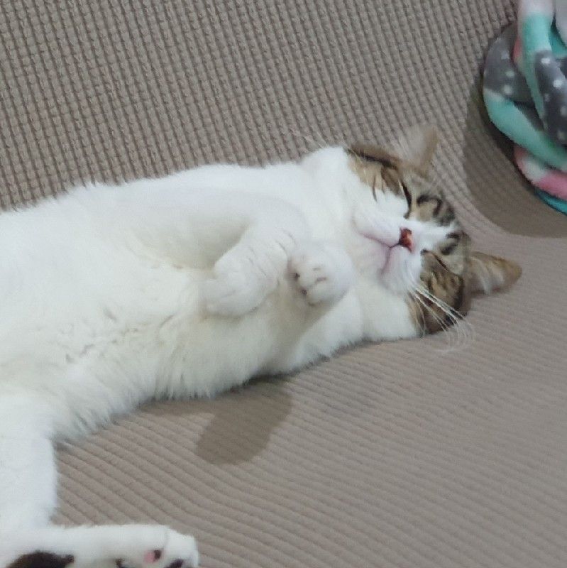 เป้