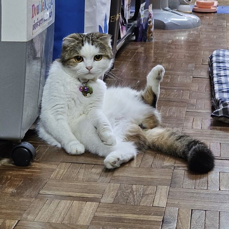จีน่า