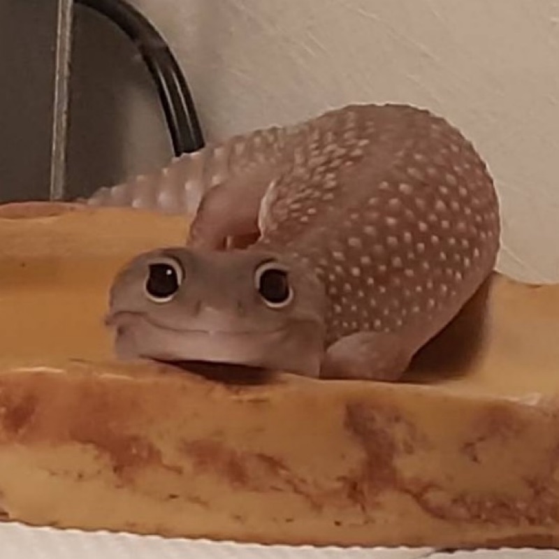 莉央