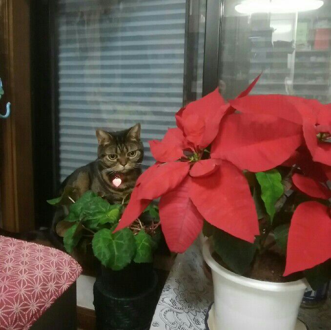 たかこふじの