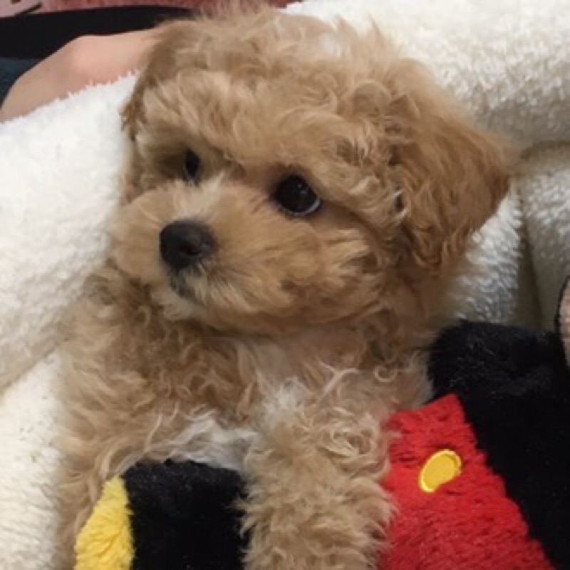 ユーザーの口コミ カフェ アントニオ 青葉台東急スクエア店 Cafe Antonio 青葉台 青葉台駅 カフェ By Line Conomi