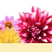 Show profile photo