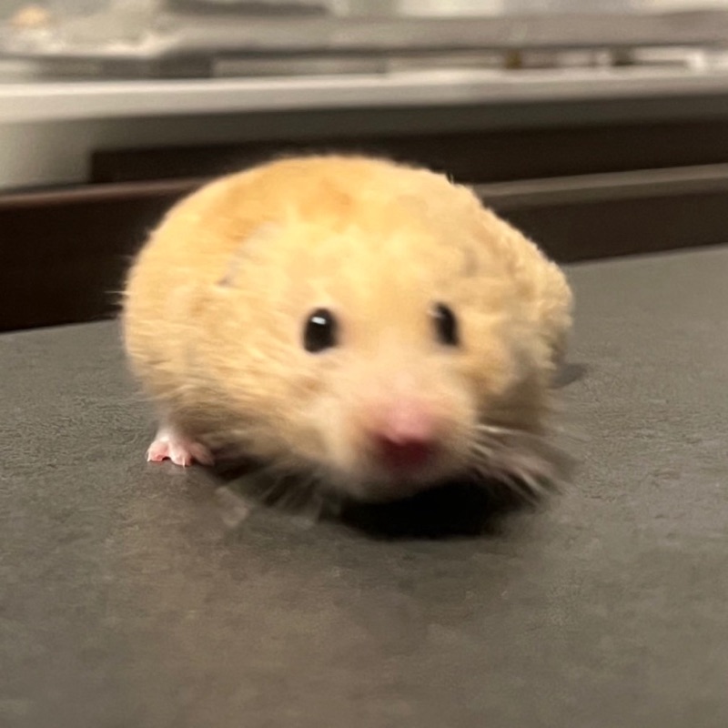 ｷﾖｶ