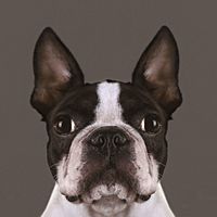 Show profile photo