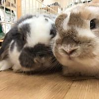 Show profile photo