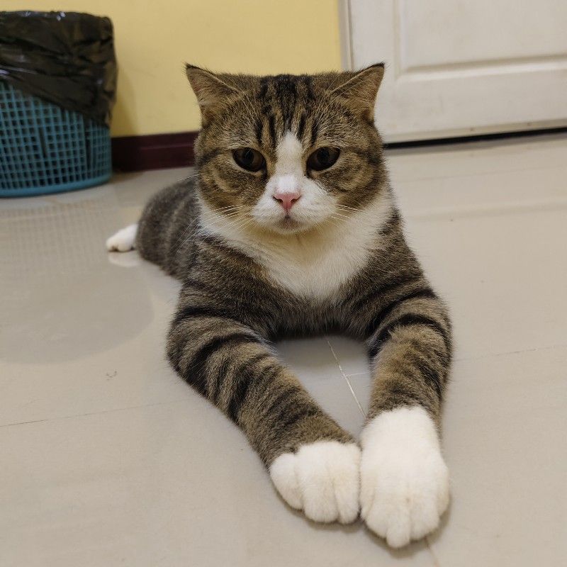 ชมพู่