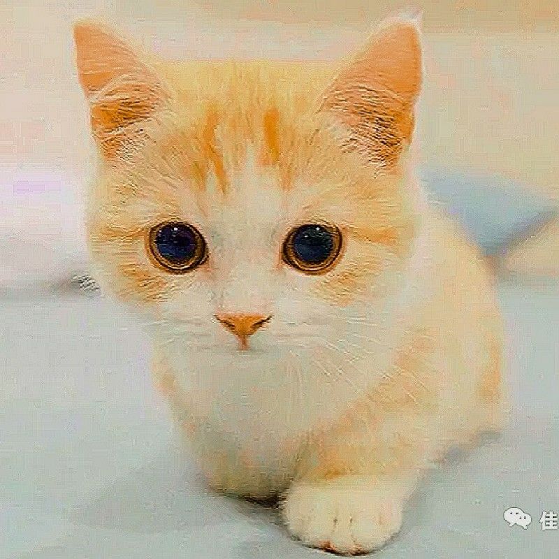 Jae Chen 陳萱的頭像