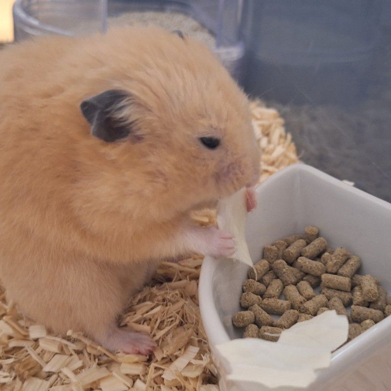 さささ