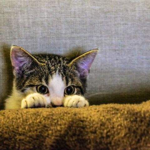 かよ