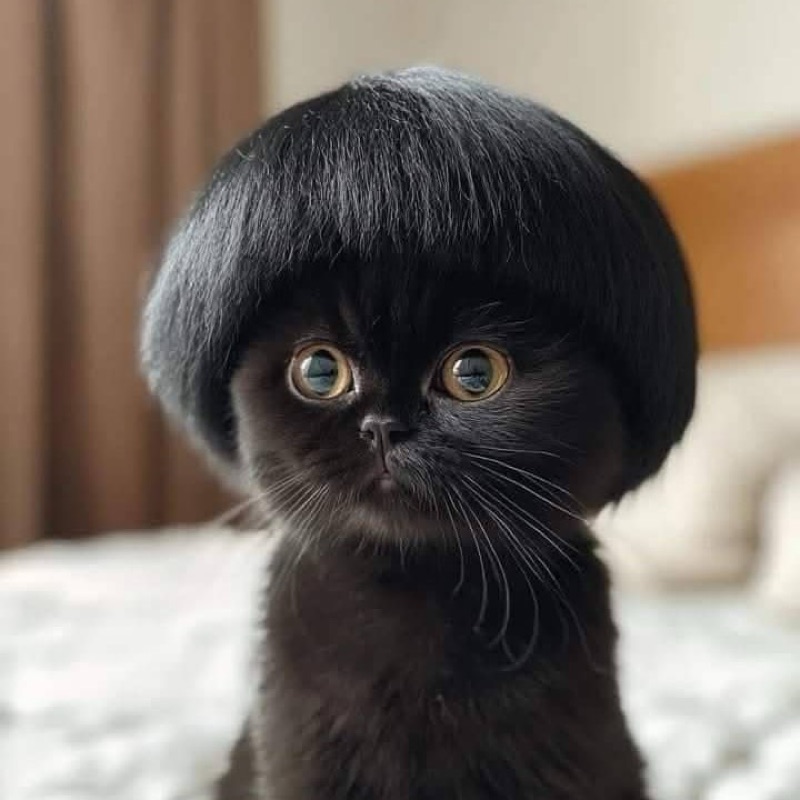 ปุ๊กกี้