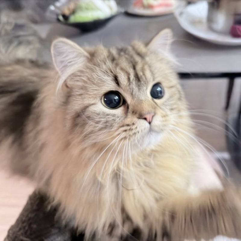 小えり