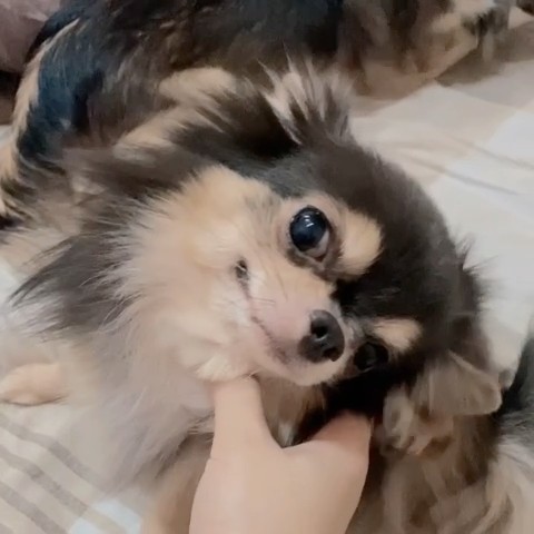 บี