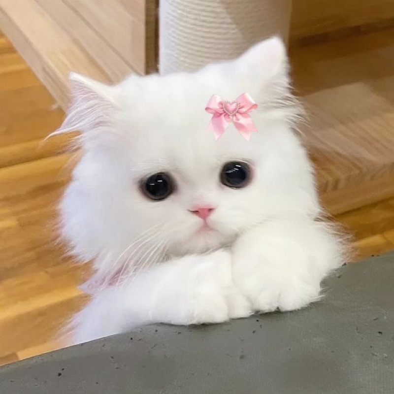 ปาวีณา