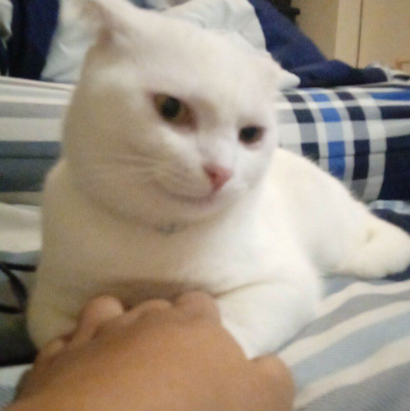 ไอซ์