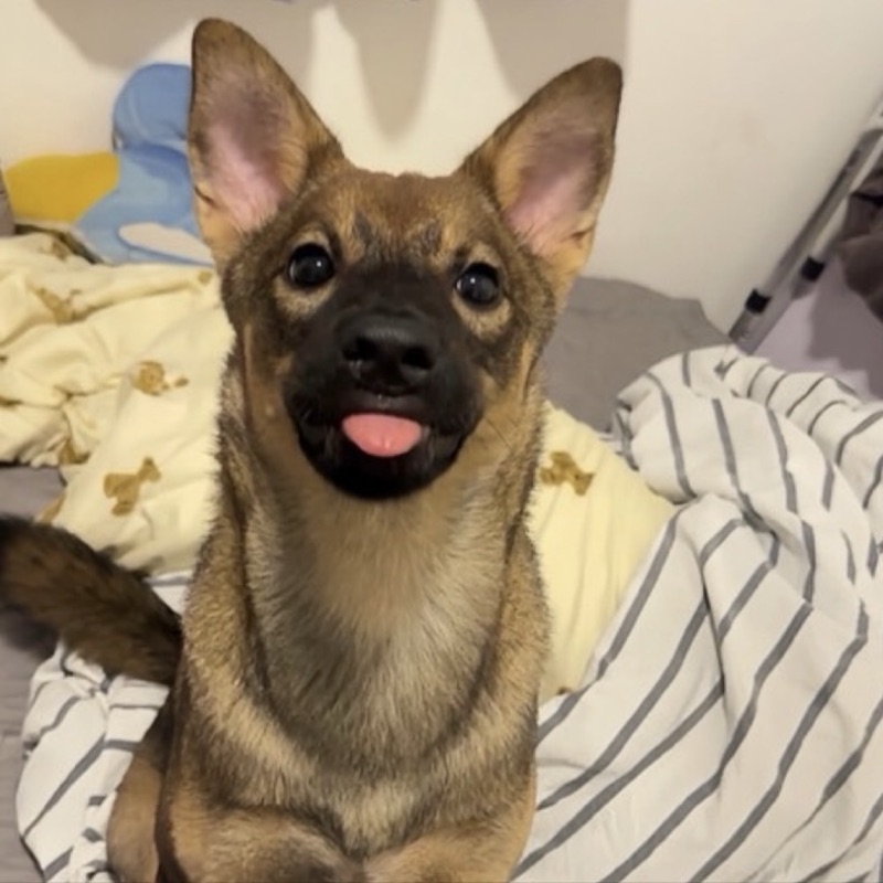 Dogforza