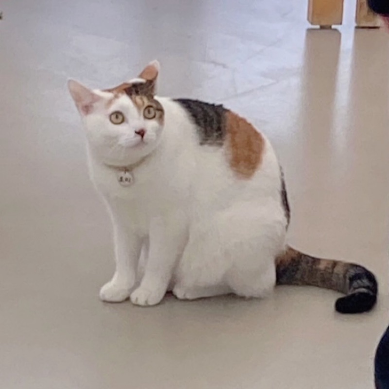 林**