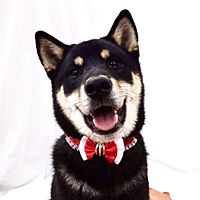 Show profile photo
