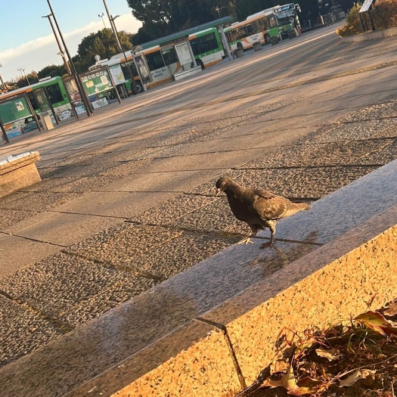 幸桜