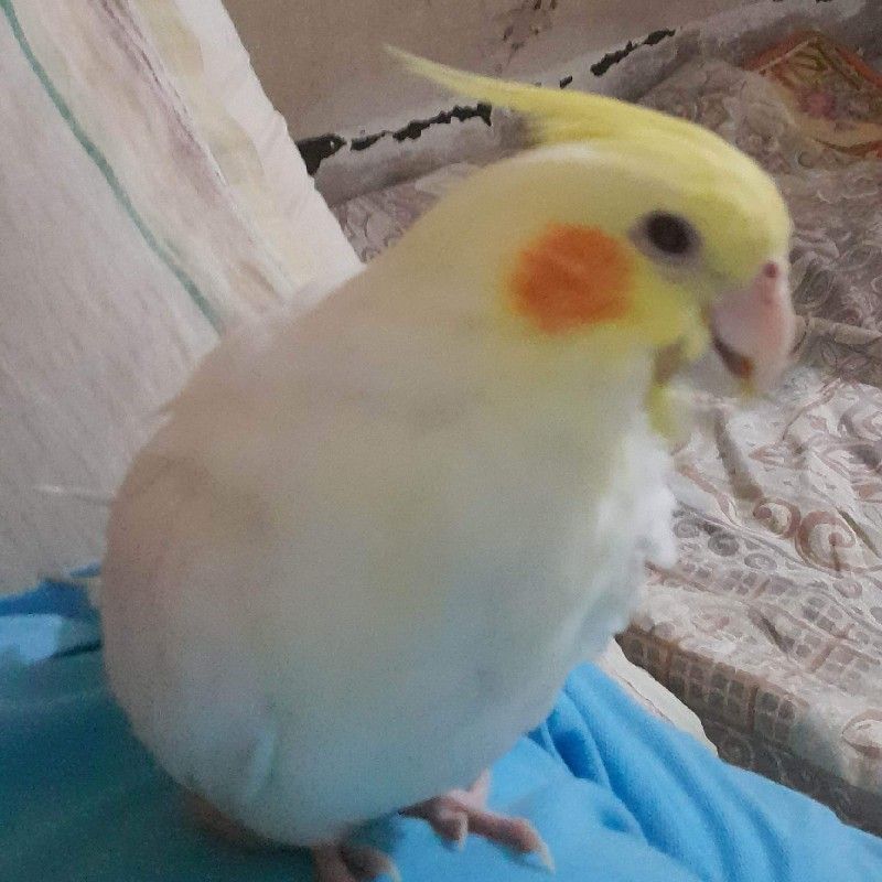 Rungroj