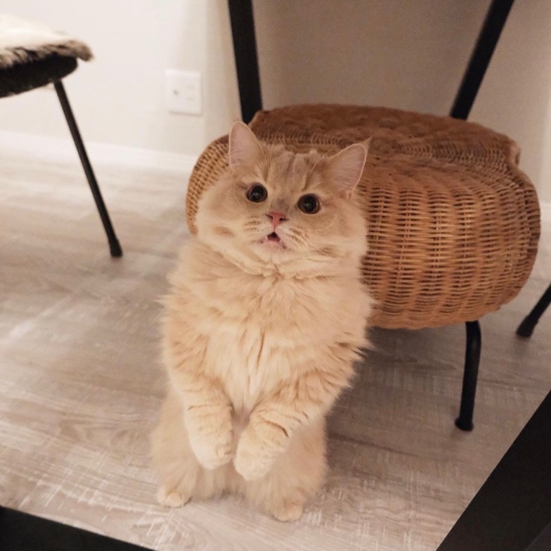 เสี่ยงพาชั่ย